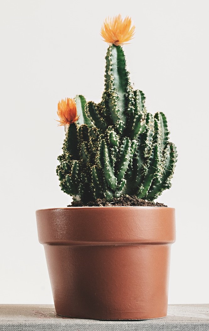cactus-plante-dépolluante